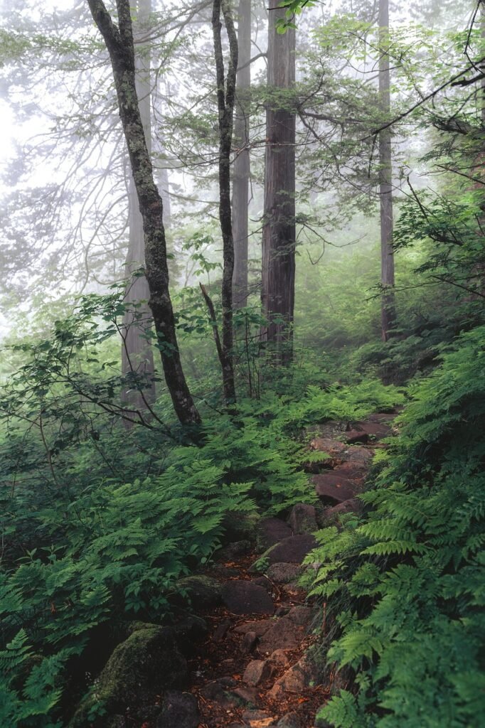 trail, foliage, woods, forest, pteridophyte, nature, pterophyta, fog, evening, japan